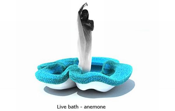 Live bath-anemone