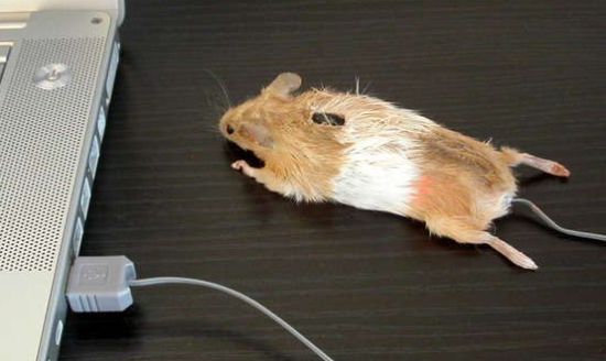 mouse-mouse_Os5Gd_48.jpg