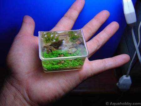 world's smallest fish tank