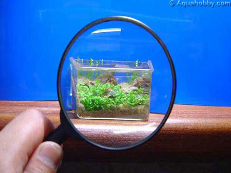 worlds smallest aquarium2