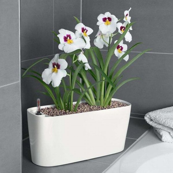 Five best watering planters for your home Designbuzz