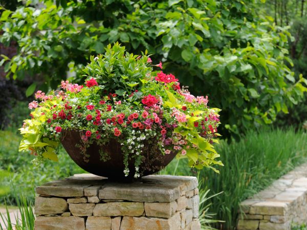 Five fail-proof container gardening tricks - Designbuzz