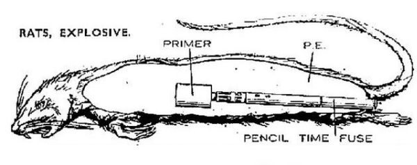 Exploding Rats