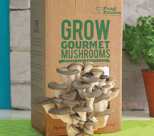 Grow Your Own Mushroom Kit