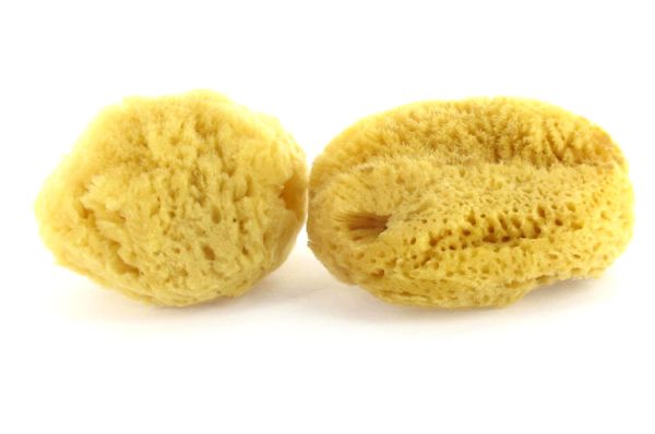 Sea Sponges