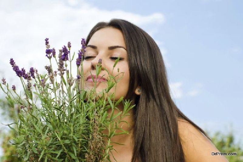 Lavender plant