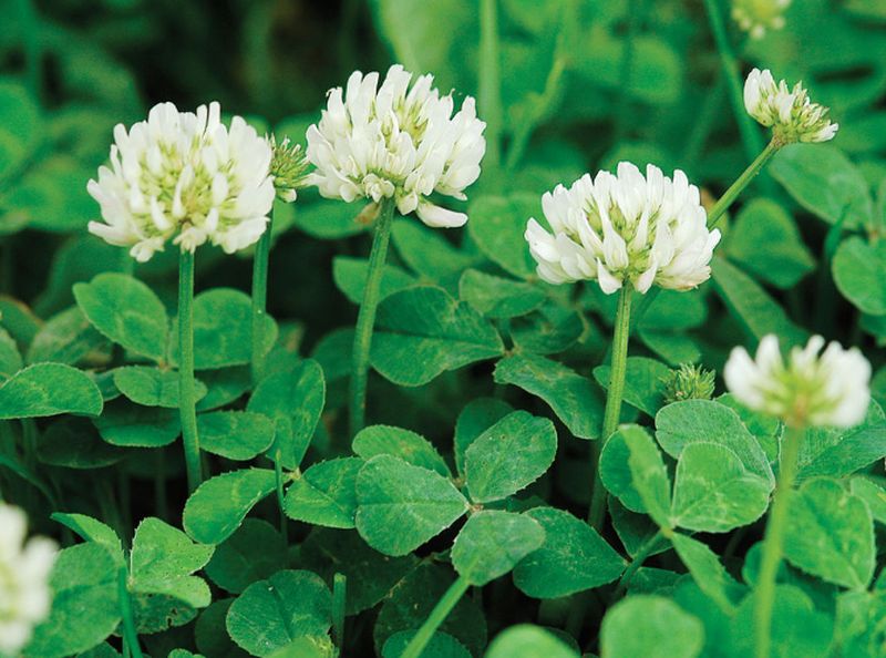 Dutch Clover