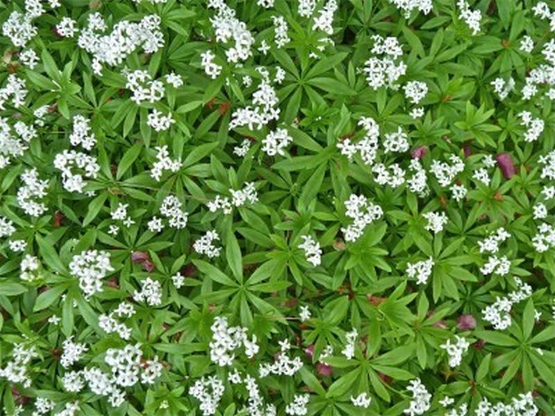 Sweet Woodruff