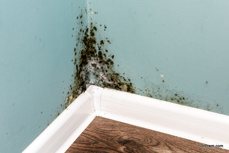 Prevent-Mold-Growth-in-Your-Home