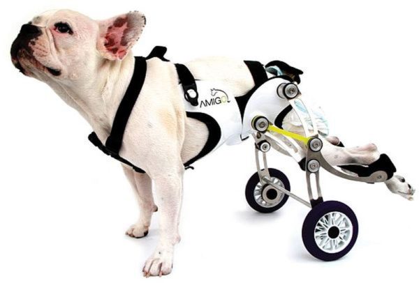 Amigo - The best wheelchair for your canine friend