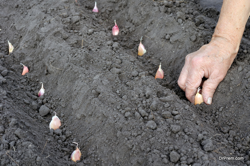 gardener's hand planting 