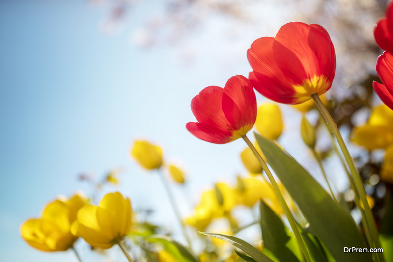 Tulips