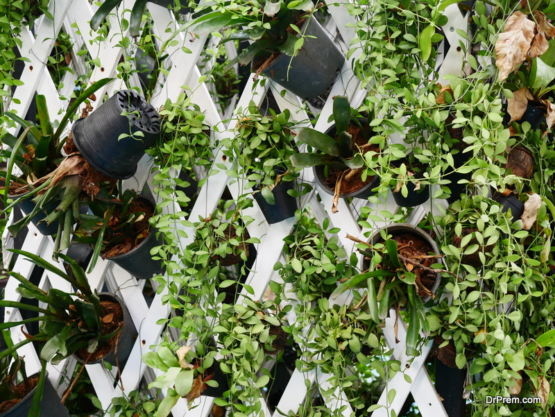 Vertical Gardening