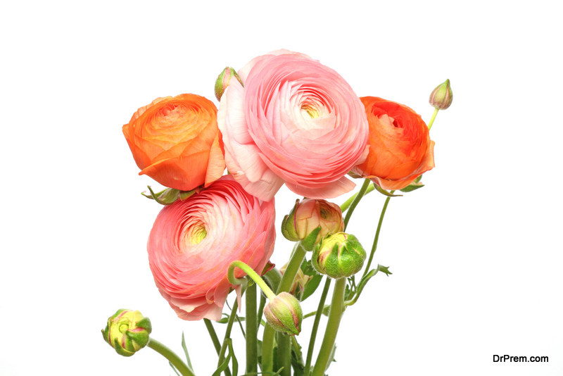 Ranunculus