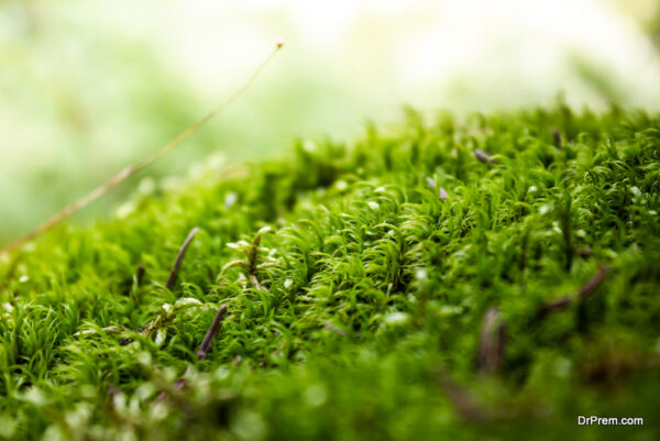 Guide to Choose the Right Type of Moss for Home Garden