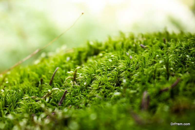 Carpet Moss