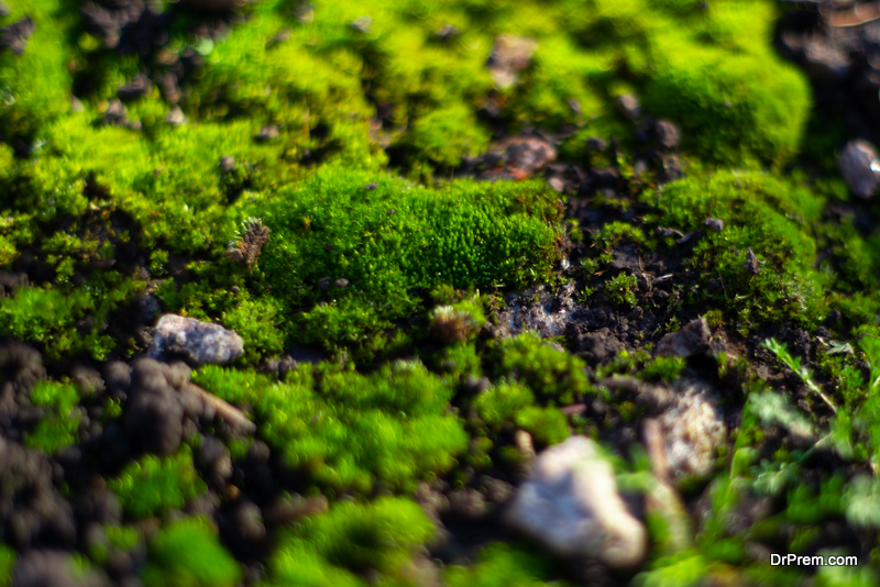 Terrarium Moss