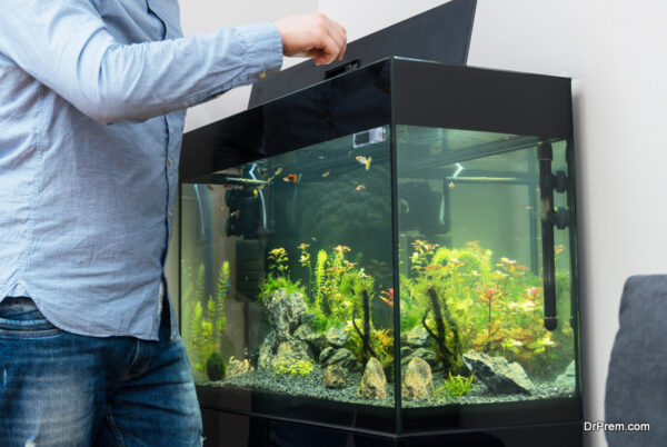 Feeding Your Fish While You're Away