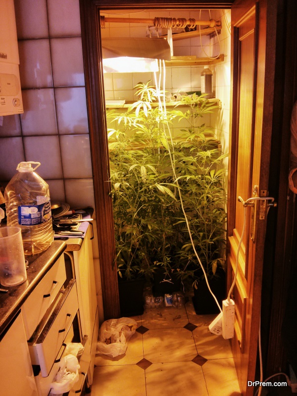 Marijuana plant indoor