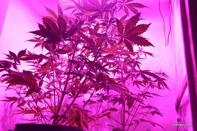 indoor marijuana cultivation