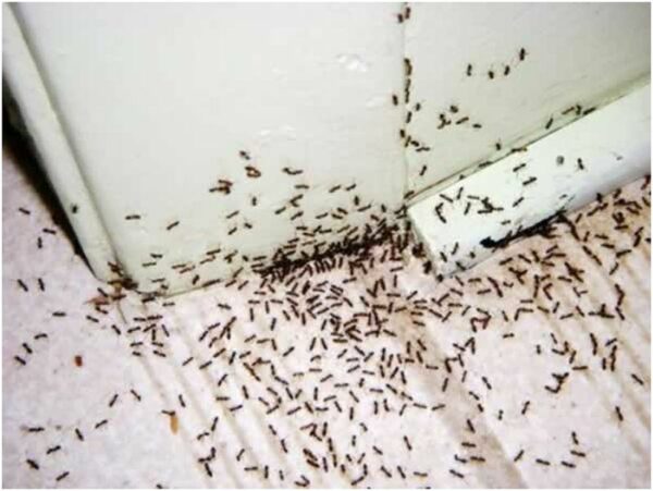 What Could Cause a Pest Infestation in Shah Alam Homes