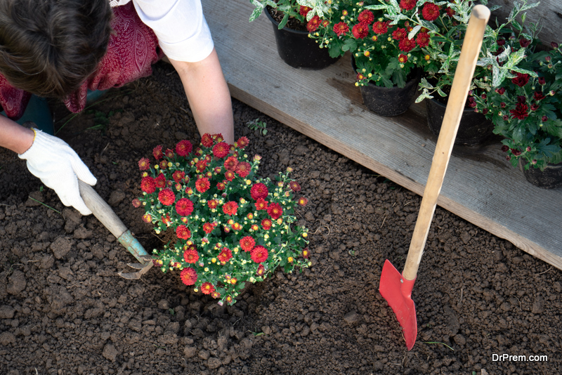 female gardener wearing protective garden gloves planting flowers in the garden