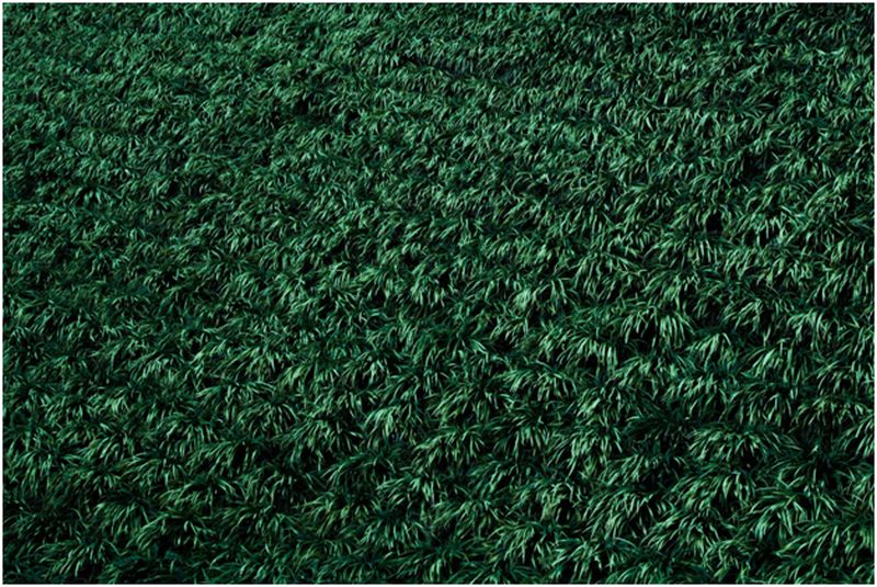 Artificial Turf 