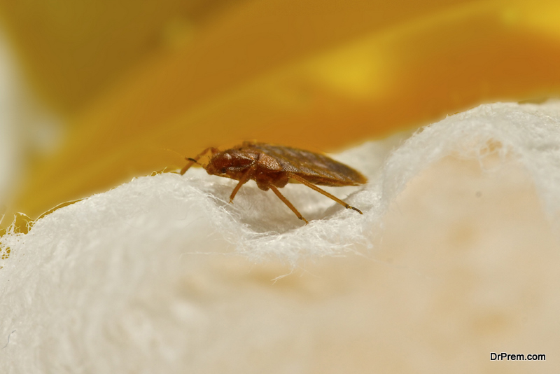 Do Bed Bugs Spread In Apartment Buildings