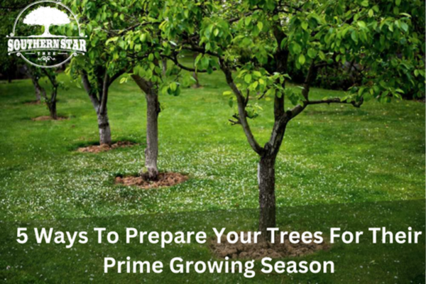 Southern Star Tree Service 5 Ways To Prepare Your Trees For Their Prime Growing Season